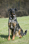 sitzender Beauceron