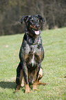 sitzender Beauceron