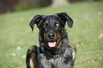 Beauceron Portrait