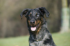 Beauceron Portrait