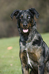 Beauceron Portrait