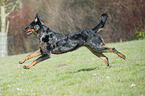 rennender Beauceron