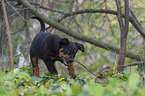 Beauceron  Welpe