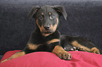 Beauceron  Welpe