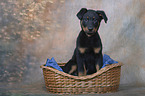 Beauceron  Welpe