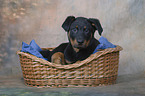 Beauceron  Welpe