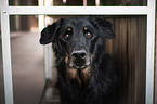 Beauceron Portrait