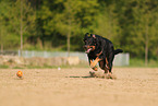 Beauceron im Sommer