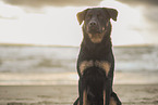 Beauceron