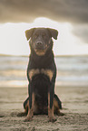 Beauceron