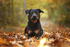 Beauceron