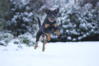 Beauceron im Schnee
