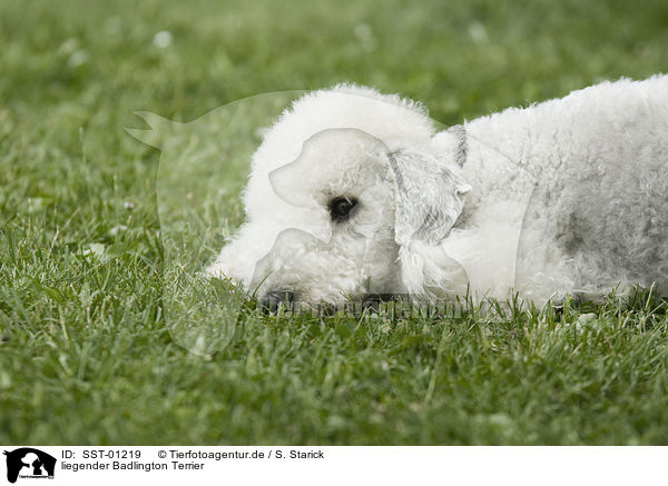 liegender Badlington Terrier / SST-01219