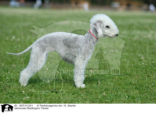 stehender Badlington Terrier / standing Badlington Terrier / SST-01221
