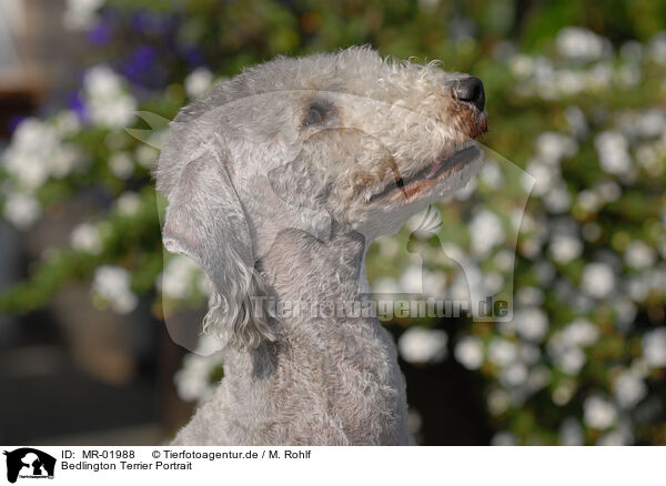 Bedlington Terrier Portrait / Bedlington Terrier Portrait / MR-01988
