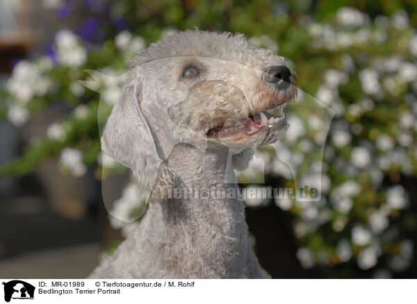 Bedlington Terrier Portrait / MR-01989