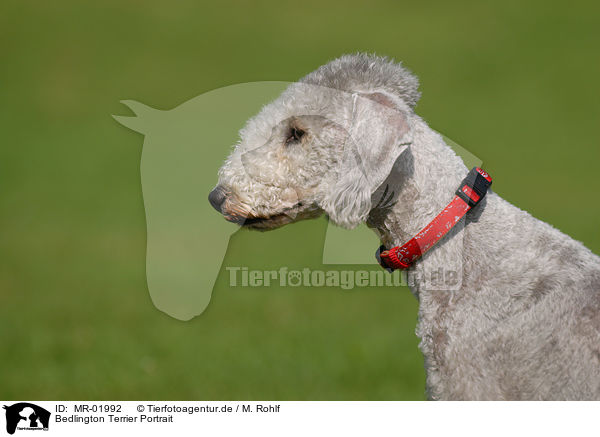 Bedlington Terrier Portrait / MR-01992