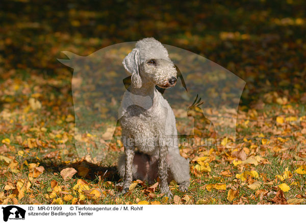 sitzender Bedlington Terrier / MR-01999