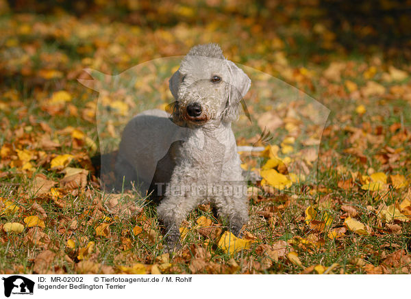 liegender Bedlington Terrier / lying Bedlington Terrier / MR-02002