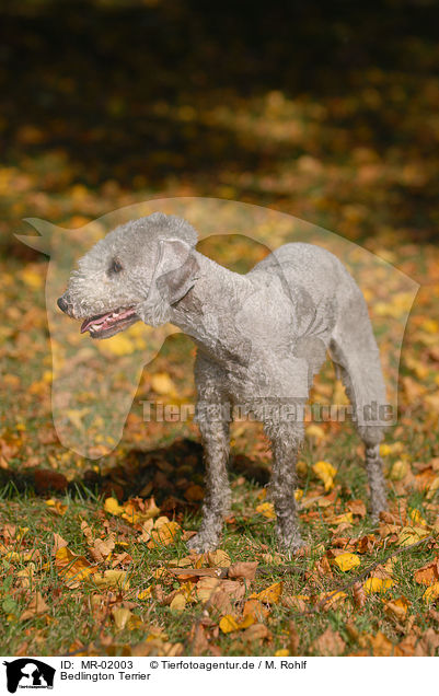 Bedlington Terrier / Bedlington Terrier / MR-02003