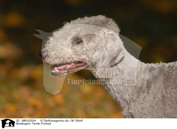 Bedlington Terrier Portrait / MR-02004