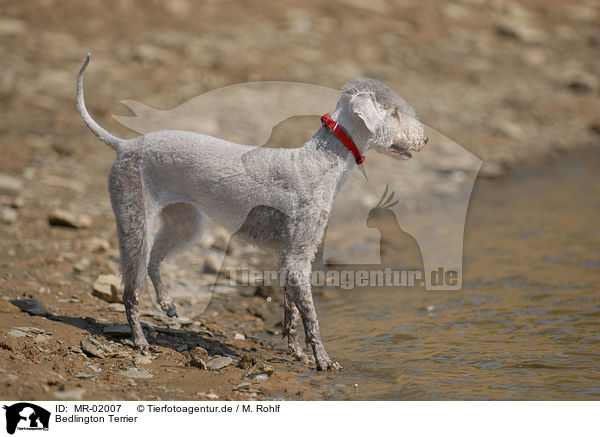 Bedlington Terrier / MR-02007