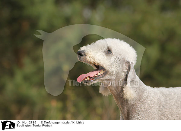 Bedlington Terrier Portrait / KL-12785
