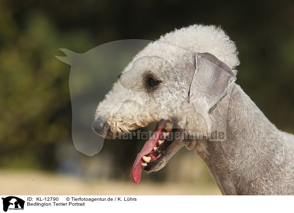 Bedlington Terrier Portrait / Bedlington Terrier Portrait / KL-12790