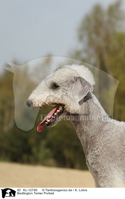 Bedlington Terrier Portrait / Bedlington Terrier Portrait / KL-12795