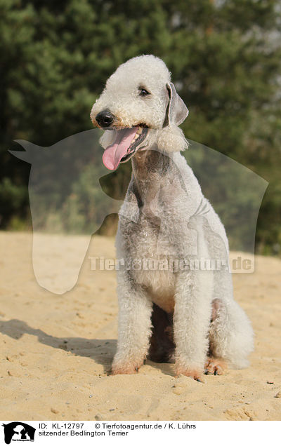 sitzender Bedlington Terrier / KL-12797