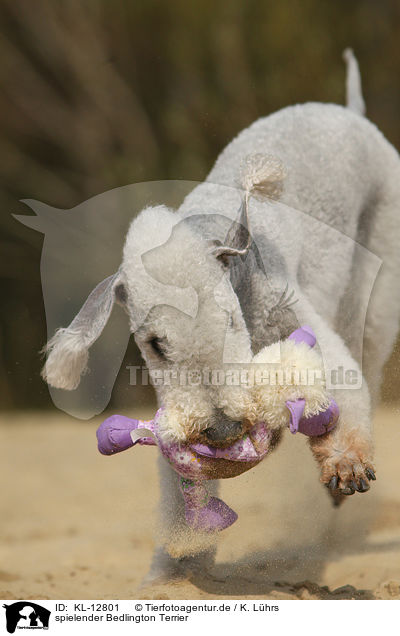 spielender Bedlington Terrier / playing Bedlington Terrier / KL-12801
