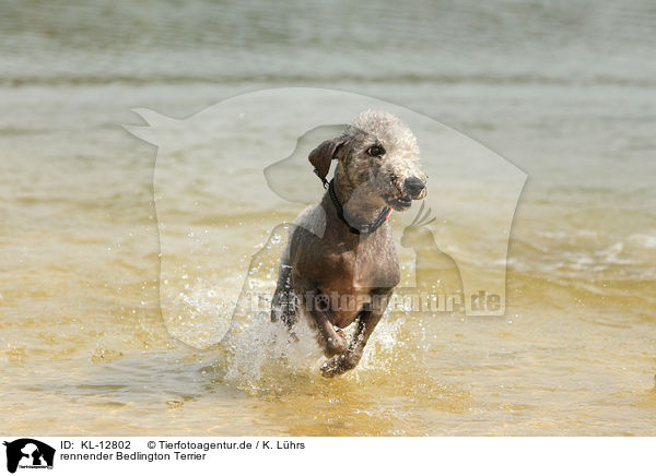 rennender Bedlington Terrier / KL-12802