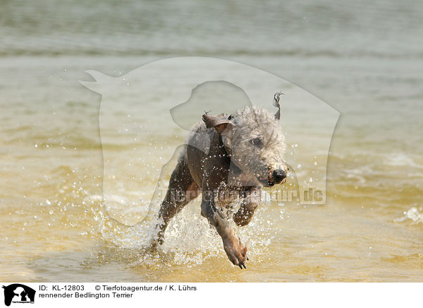 rennender Bedlington Terrier / running Bedlington Terrier / KL-12803