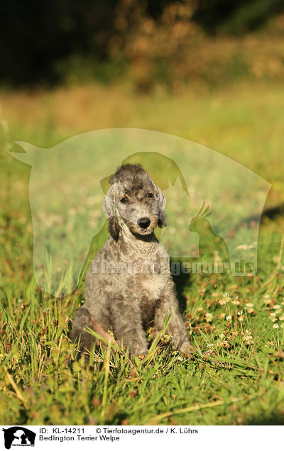Bedlington Terrier Welpe / Bedlington Terrier Puppy / KL-14211