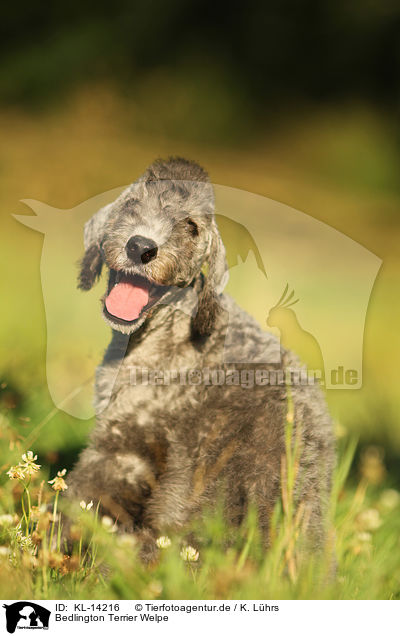 Bedlington Terrier Welpe / KL-14216