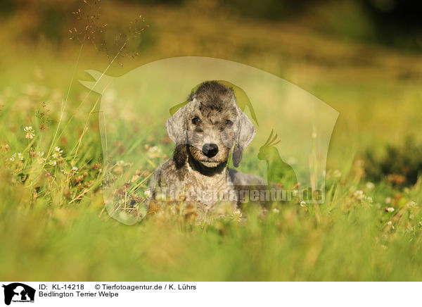 Bedlington Terrier Welpe / KL-14218