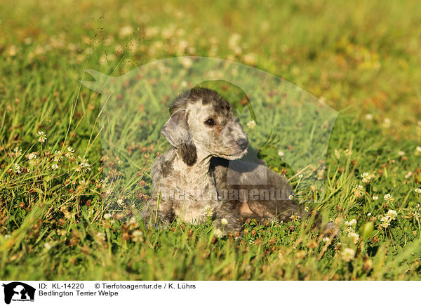 Bedlington Terrier Welpe / KL-14220