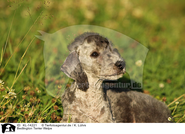 Bedlington Terrier Welpe / KL-14221