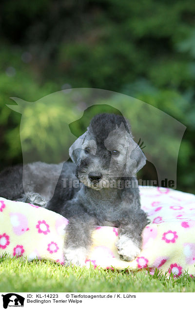 Bedlington Terrier Welpe / KL-14223