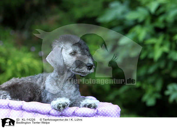 Bedlington Terrier Welpe / KL-14226