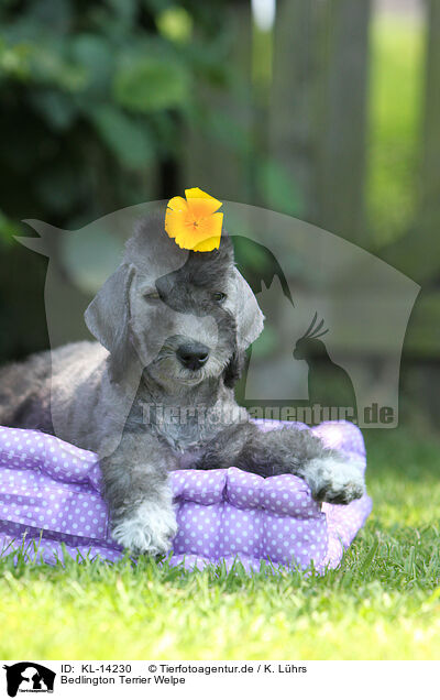 Bedlington Terrier Welpe / KL-14230