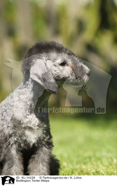 Bedlington Terrier Welpe / KL-14238