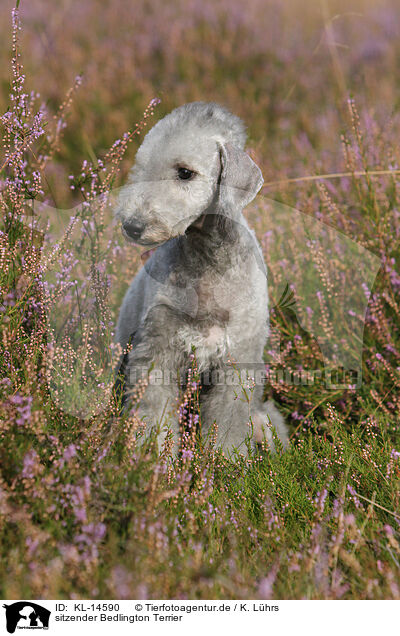 sitzender Bedlington Terrier / KL-14590