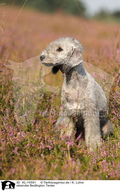 sitzender Bedlington Terrier / KL-14591