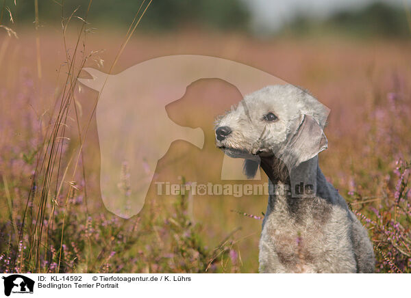 Bedlington Terrier Portrait / KL-14592