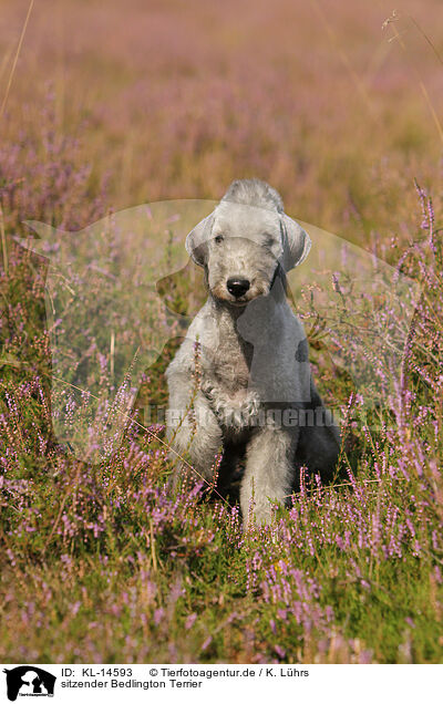 sitzender Bedlington Terrier / sitting Bedlington Terrier / KL-14593