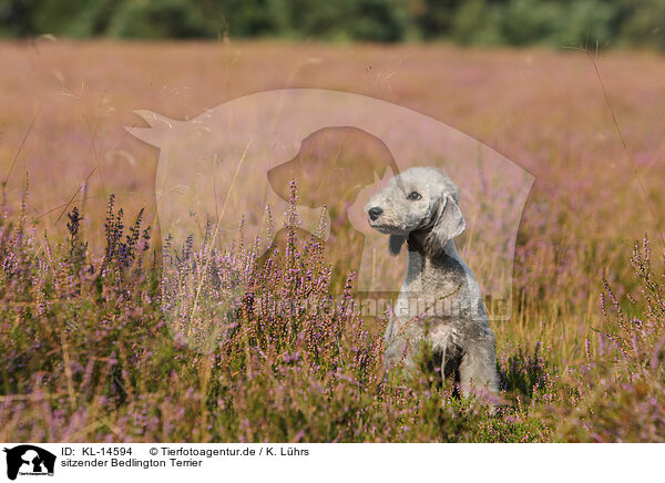 sitzender Bedlington Terrier / KL-14594