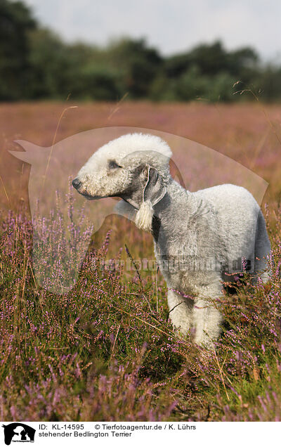 stehender Bedlington Terrier / KL-14595