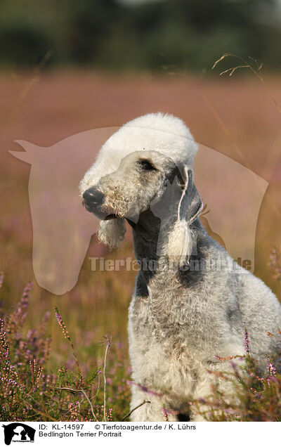 Bedlington Terrier Portrait / KL-14597
