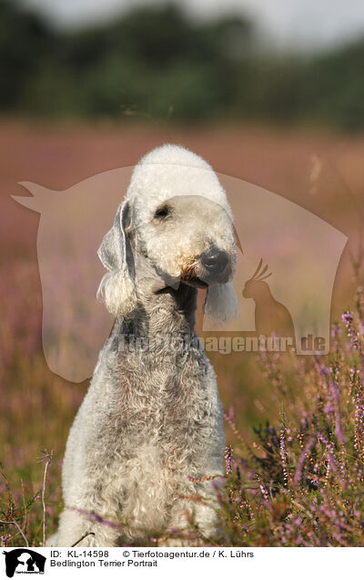Bedlington Terrier Portrait / KL-14598